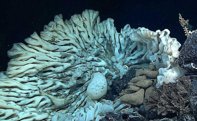 夏威夷惊现巨型海绵动物